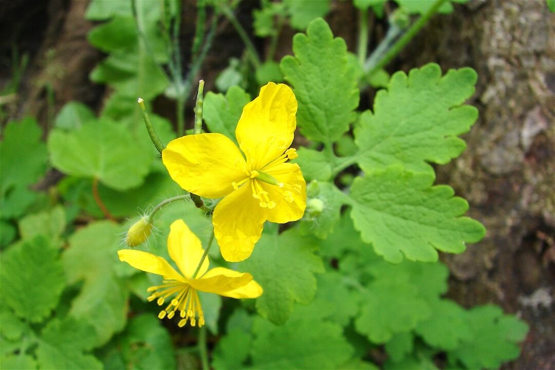 Celandine otu - ayak mantarı için etkili bir halk ilacı